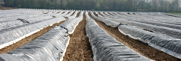 Landscaping & Nursery Industry
